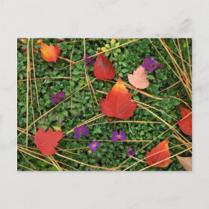 USA, Washington, Spokane County, Hawthorn Leaves 3 Postcard
