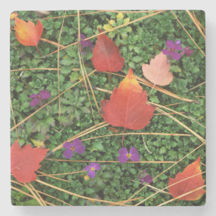 USA, Washington, Spokane County, Hawthorn Leaves 3 Stone Coaster