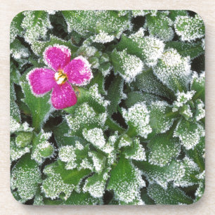 USA, Washington, Spokane County, Rockress Coaster