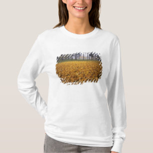 USA, Washington, Spokane, Manito Park, Autumn T-Shirt
