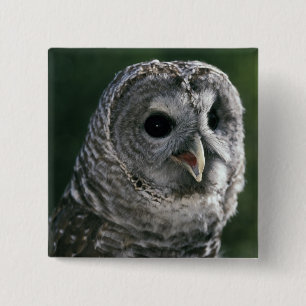 USA, Washington State. Barred Owl (Strix varia) 15 Cm Square Badge