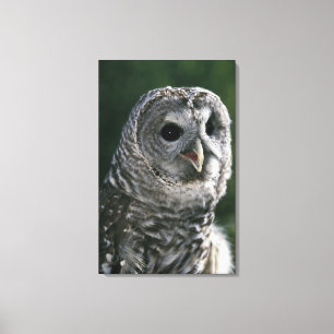 USA, Washington State. Barred Owl (Strix varia) Canvas Print