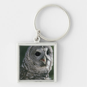 USA, Washington State. Barred Owl (Strix varia) Key Ring