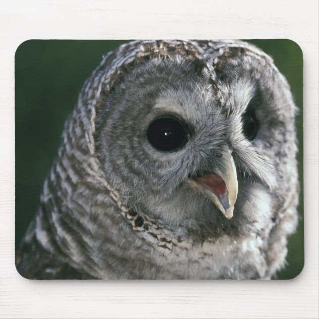 USA, Washington State. Barred Owl (Strix varia) Mouse Pad (Front)