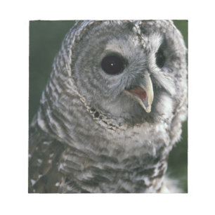 USA, Washington State. Barred Owl (Strix varia) Notepad