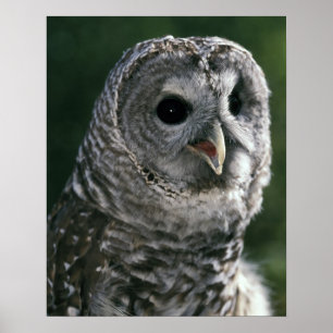 USA, Washington State. Barred Owl (Strix varia) Poster