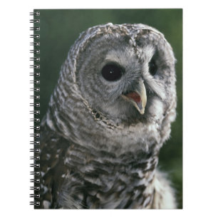 USA, Washington State. Barred Owl (Strix varia) Spiral Notebook