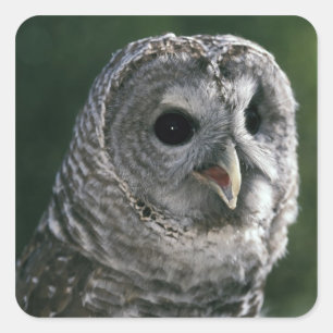 USA, Washington State. Barred Owl (Strix varia) Square Sticker
