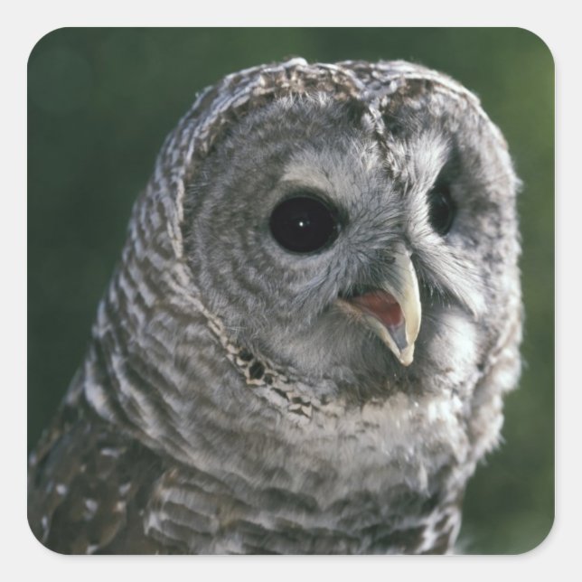 USA, Washington State. Barred Owl (Strix varia) Square Sticker (Front)