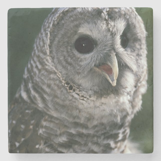 USA, Washington State. Barred Owl (Strix varia) Stone Coaster (Front)