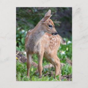 USA, Washington State. Blacktail Deer Fawn Postcard