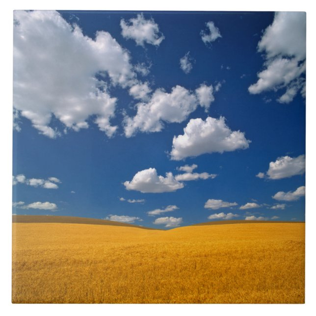 USA, Washington State, Colfax. Ripe barley meets Tile (Front)