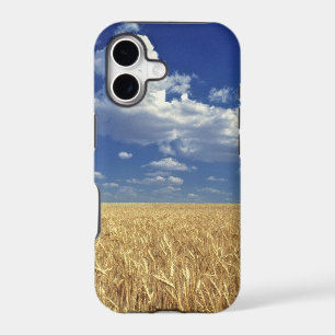 USA, Washington State, Colfax. Ripe wheat