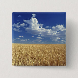 USA, Washington State, Colfax. Ripe wheat 15 Cm Square Badge