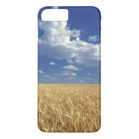 USA, Washington State, Colfax. Ripe wheat