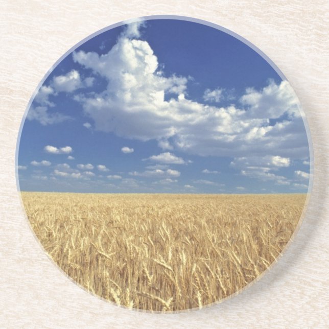 USA, Washington State, Colfax. Ripe wheat Coaster (Front)