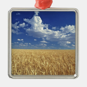 USA, Washington State, Colfax. Ripe wheat Metal Tree Decoration
