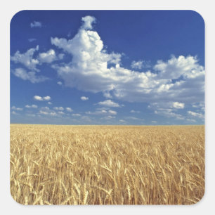 USA, Washington State, Colfax. Ripe wheat Square Sticker