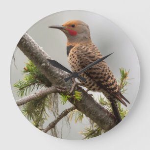 USA, Washington State. Male Northern Flicker 2 Large Clock