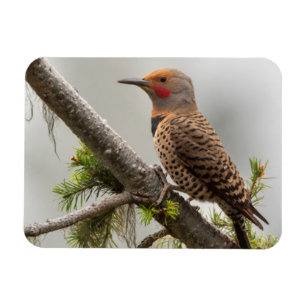 USA, Washington State. Male Northern Flicker 2 Magnet