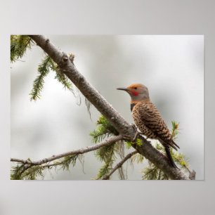 USA, Washington State. Male Northern Flicker 2 Poster