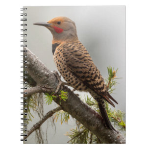 USA, Washington State. Male Northern Flicker 2 Spiral Notebook