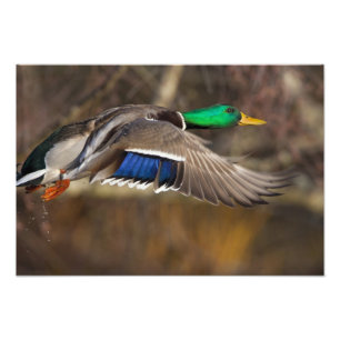 USA, Washington State, Mallard, male, flight. Photo Print