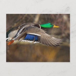 USA, Washington State, Mallard, male, flight. Postcard