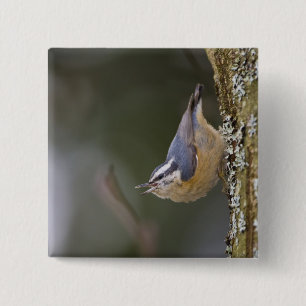 USA, Washington State, Red-brested Nuthatch, 15 Cm Square Badge