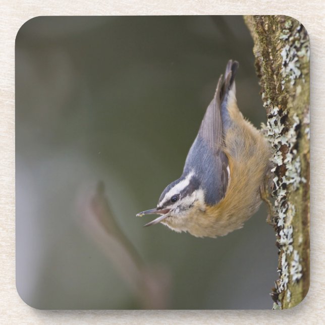 USA, Washington State, Red-brested Nuthatch, Coaster (Front)