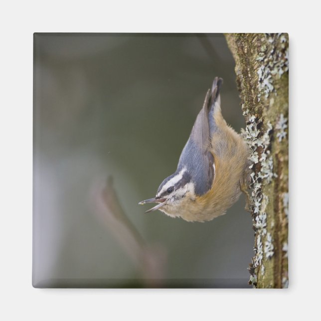 USA, Washington State, Red-brested Nuthatch, Magnet (Front)