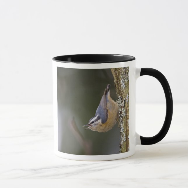 USA, Washington State, Red-brested Nuthatch, Mug (Right)