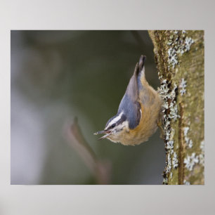 USA, Washington State, Red-brested Nuthatch, Poster