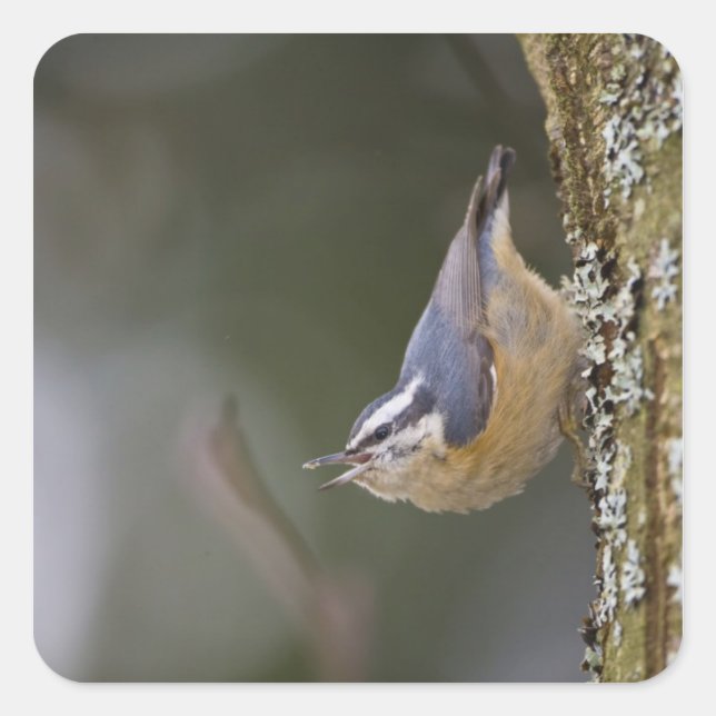 USA, Washington State, Red-brested Nuthatch, Square Sticker (Front)