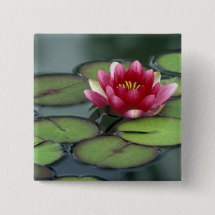 USA, Washington State, Seattle. Water lily and 15 Cm Square Badge