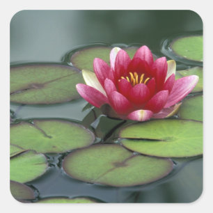 USA, Washington State, Seattle. Water lily and Square Sticker