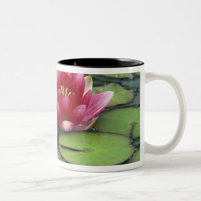 USA, Washington State, Seattle. Water lily and Two-Tone Coffee Mug (Right)