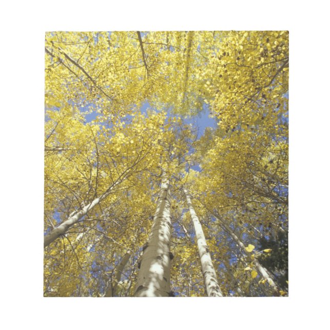 USA, Washington, Stevens Pass Fall-coloured aspen Notepad (Front)