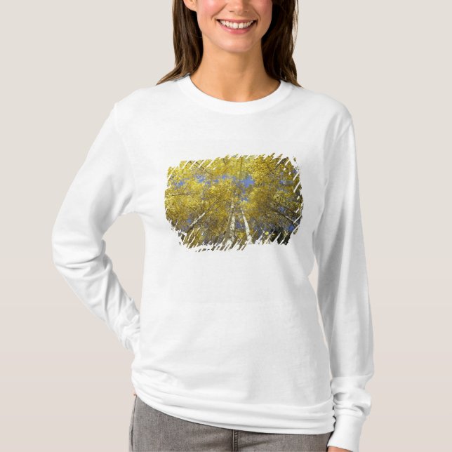 USA, Washington, Stevens Pass Fall-coloured aspen T-Shirt (Front)