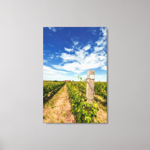 USA, Washington, Walla Walla. Cabernet Sauvignon Canvas Print