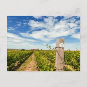 USA, Washington, Walla Walla. Cabernet Sauvignon Postcard