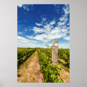 USA, Washington, Walla Walla. Cabernet Sauvignon Poster