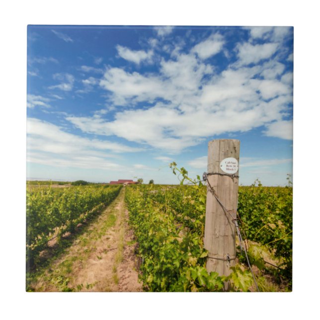 USA, Washington, Walla Walla. Cabernet Sauvignon Tile (Front)