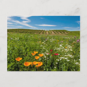 USA, Washington, Walla Walla. Wildflowers Postcard