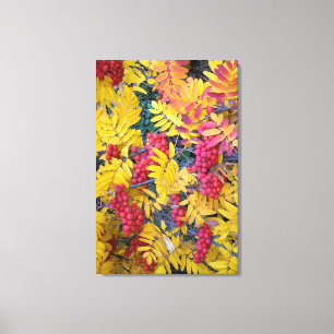 USA, Washington, Western Mountain Ash, Okanogan Canvas Print