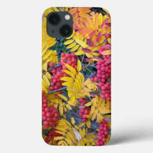 USA, Washington, Western Mountain Ash, Okanogan iPhone 13 Case