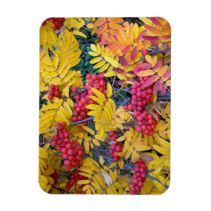 USA, Washington, Western Mountain Ash, Okanogan Magnet