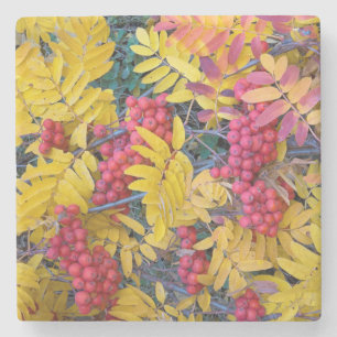 USA, Washington, Western Mountain Ash, Okanogan Stone Coaster