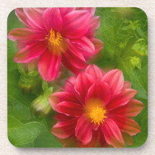 USA, Washington, Whidbey Island. Dahlia montage Coaster