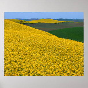 USA, Washington, Whitman County, Palouse, Canola Poster